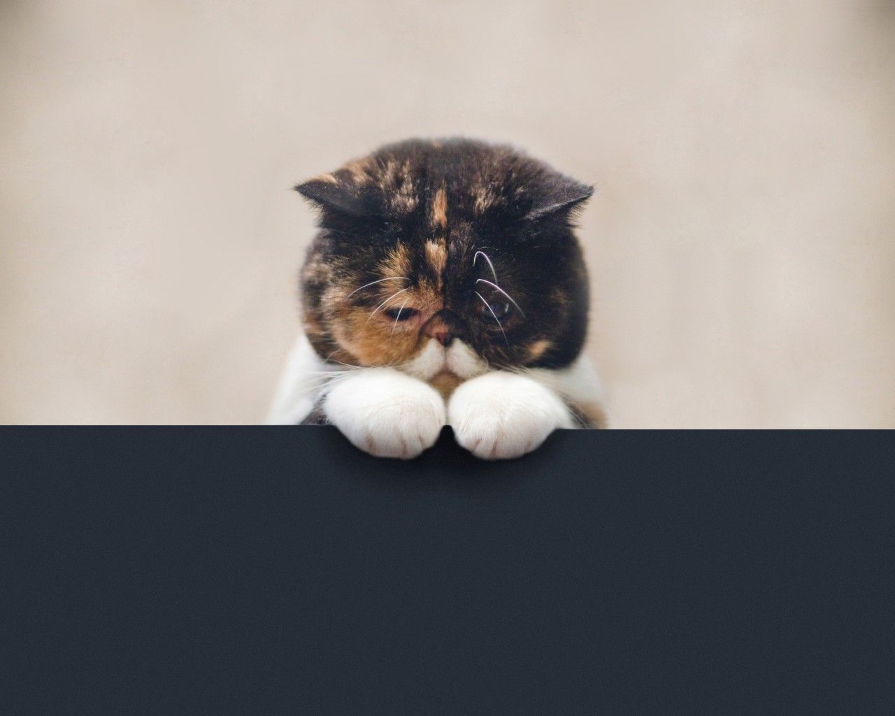 Вчені звинуватили котів у вимиранні інших тварин