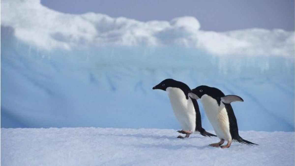 Штам пташиного грипу виявлений у кількох видів пінгвінів - фото 1