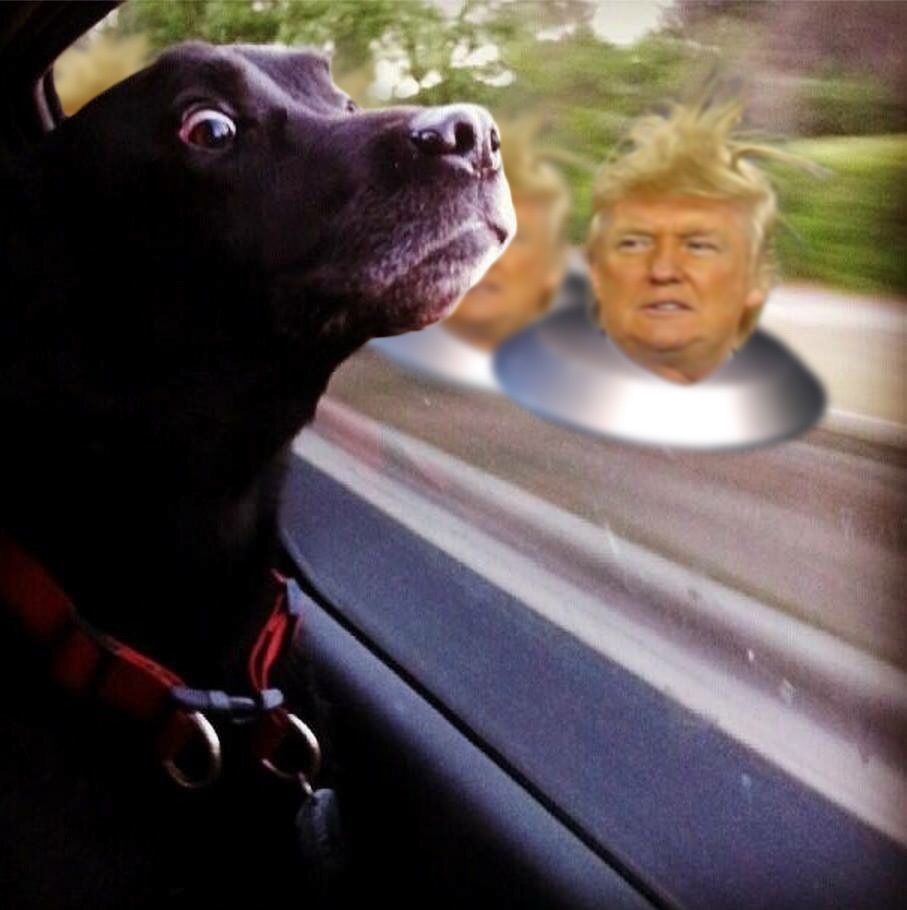 Шокований швидкою їздою пес став хітом мережі