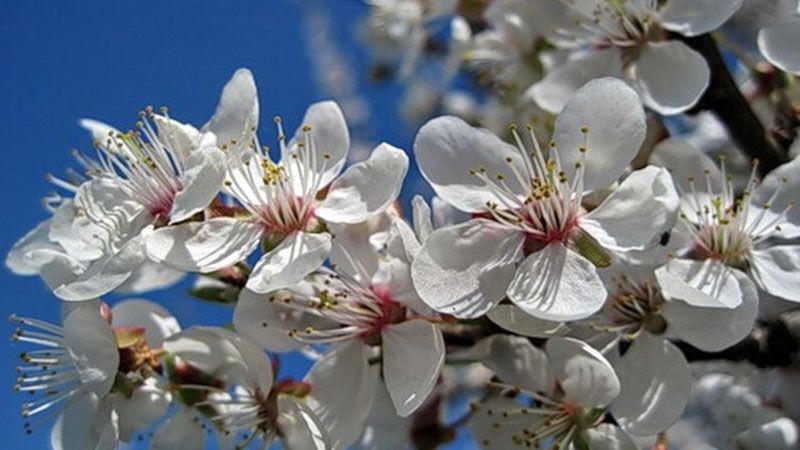 В Україні аномально цвітуть дерева