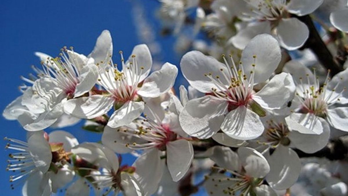 В Україні цвітуть дерева - фото 1