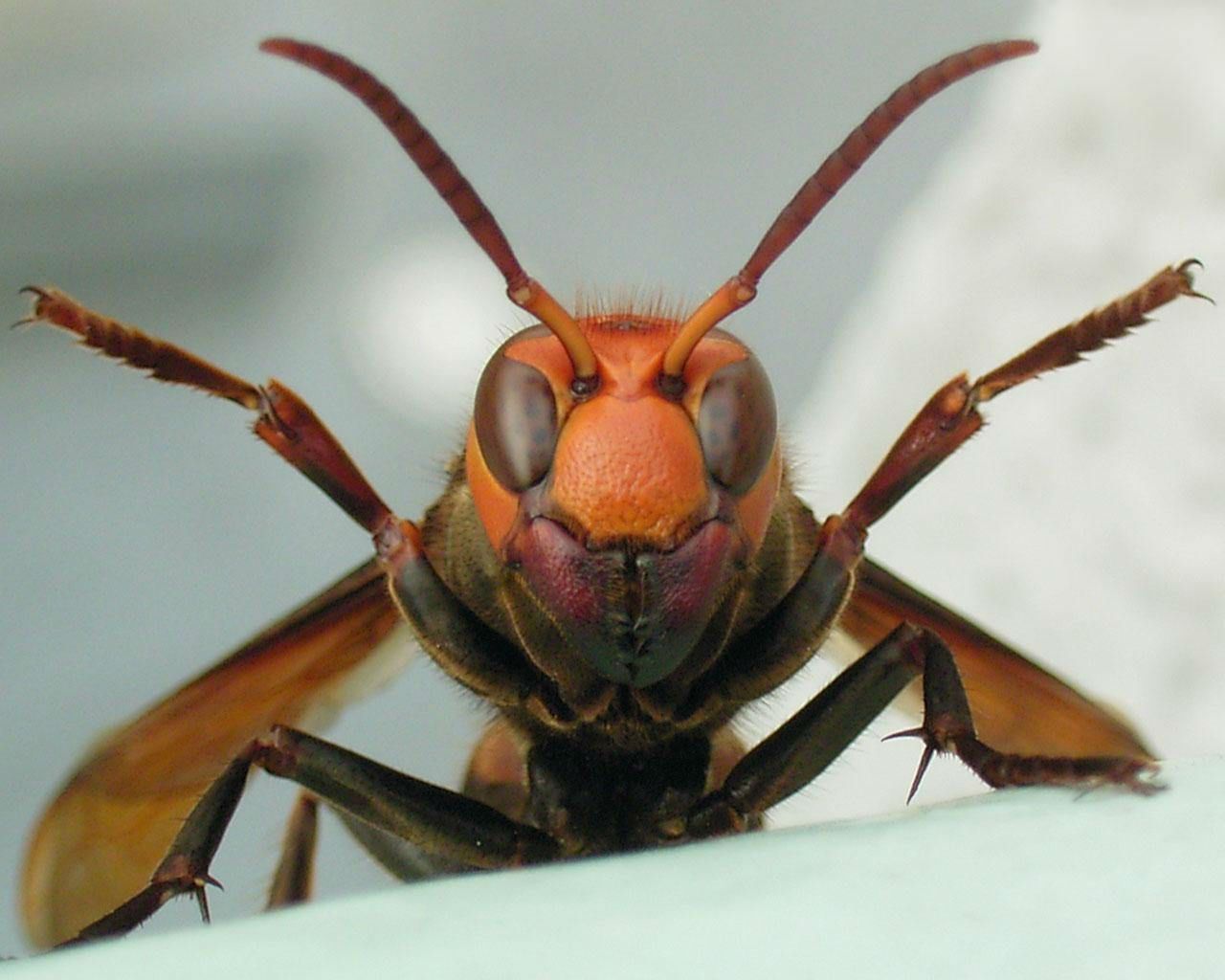 На Львівщині шершні до смерті закусали чоловіка