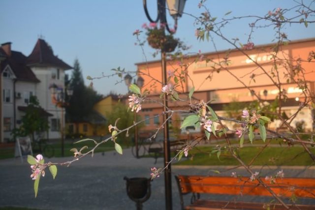 У Хусті зацвіла алея японських яблук - фото 106246