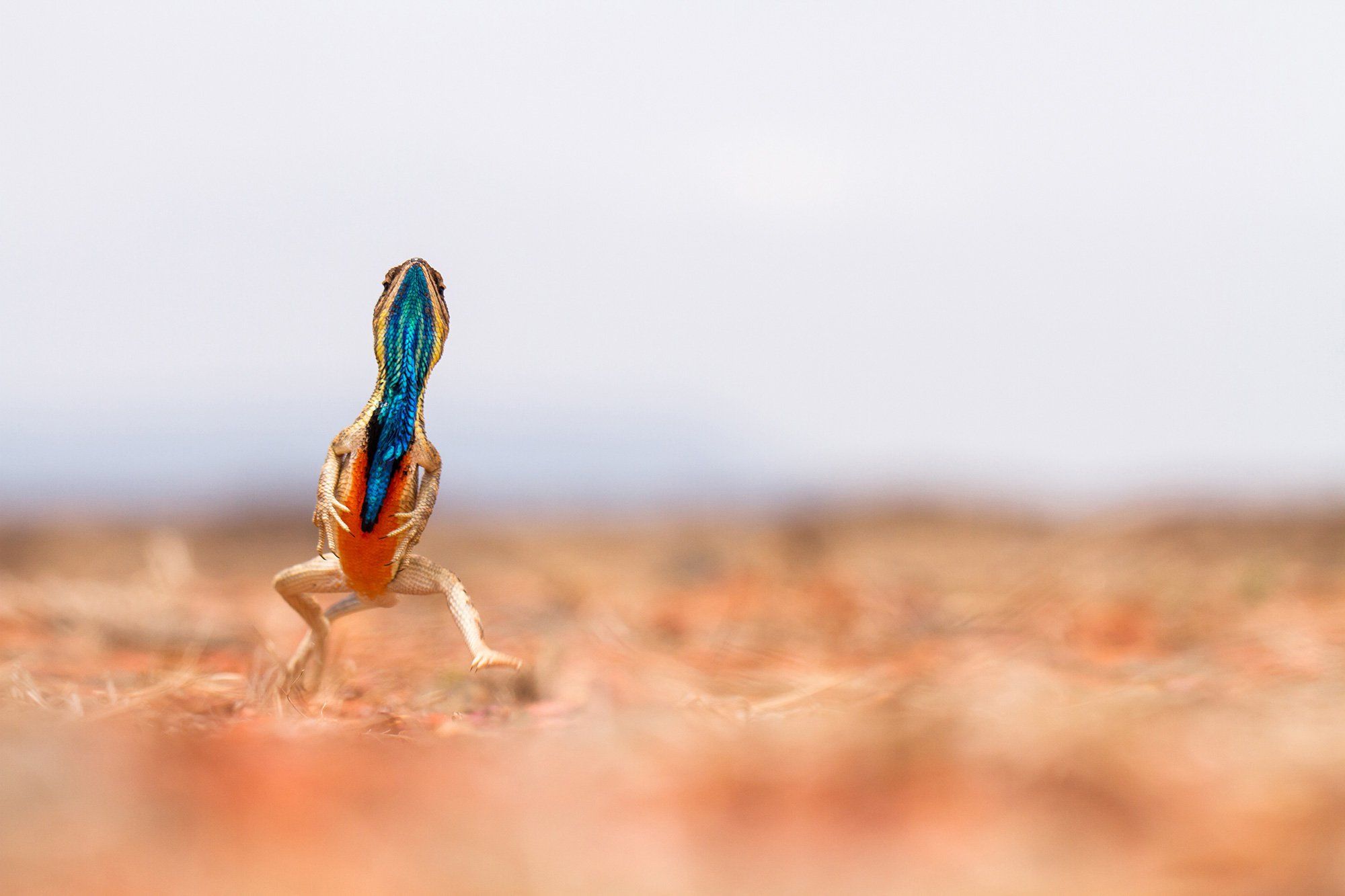 У Лондоні визначили найкращі фото дикої природи