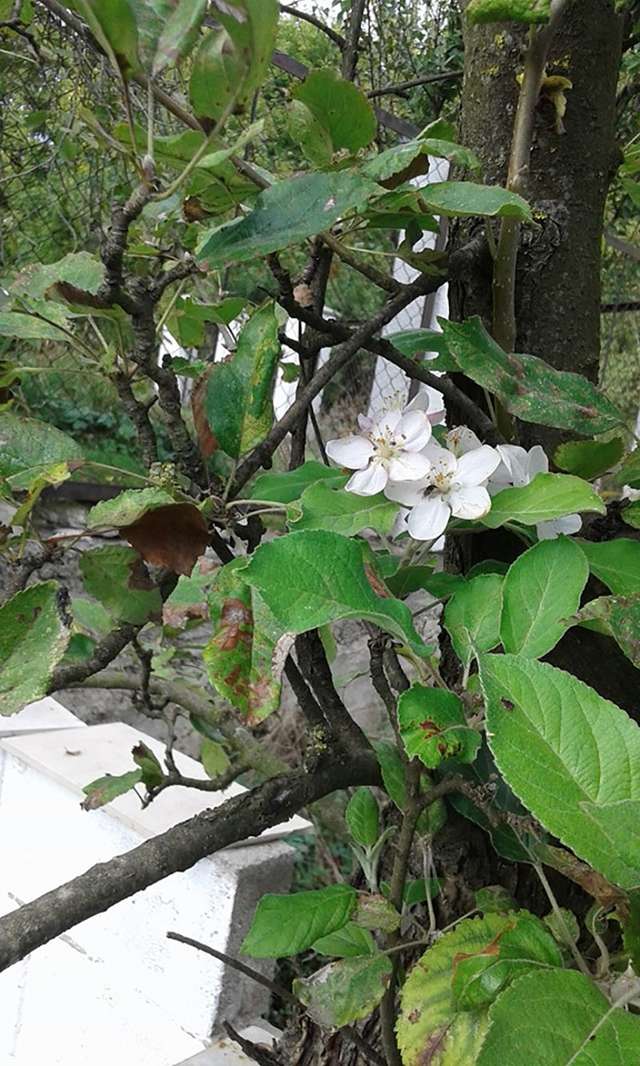 Цвіт яблуні у Луцьку - фото 106235
