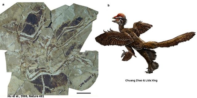 Виявлено останки незвичного динозавра- фото 104108