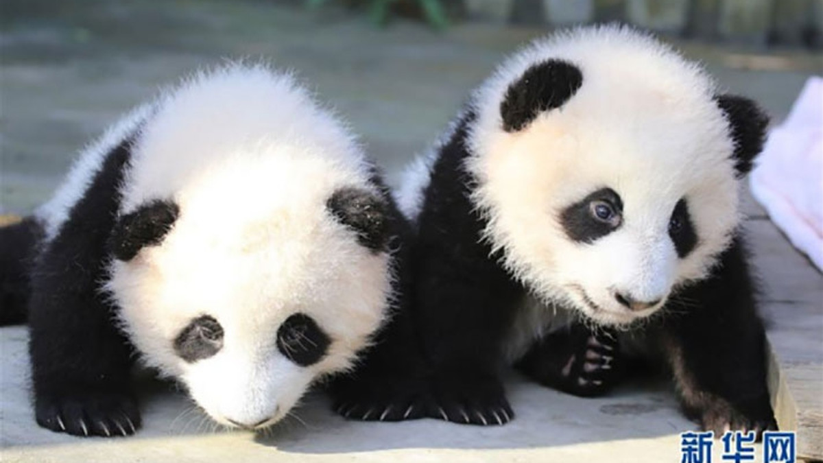 У Китаї вірять, що вдало обрані імена забезпечать маленьким пандам гарне здоров'я - фото 1