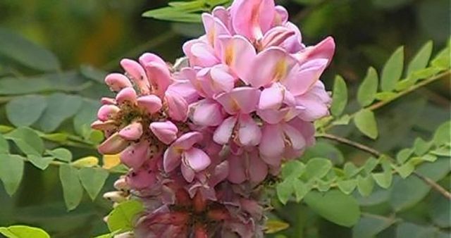 У Харкові зацвіла акація - фото 106241