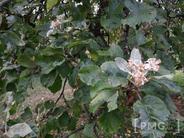 Цвітіння яблуні в Мукачеві - фото 106234