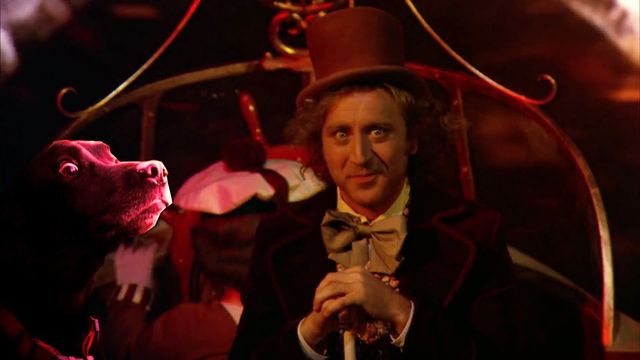 Шокований швидкою їздою пес став хітом мережі 
 - фото 105795