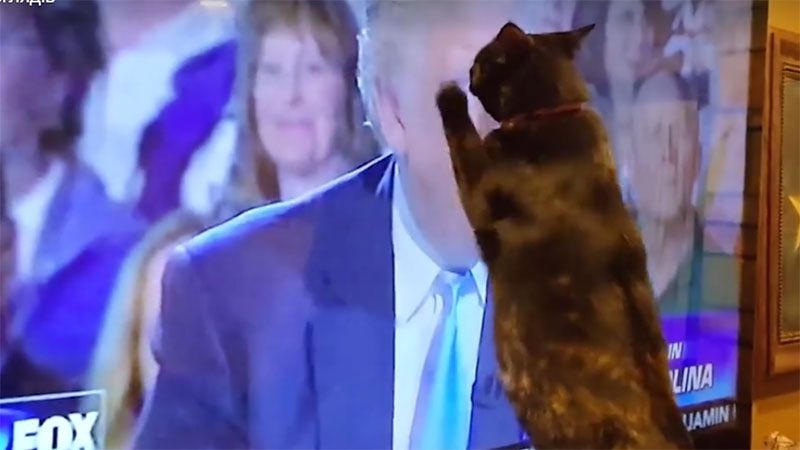 Трамп доводить до істерики домашніх тварин: кумедне відео