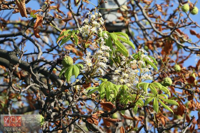 Цвітіння каштанів в Одесі - фото 106233
