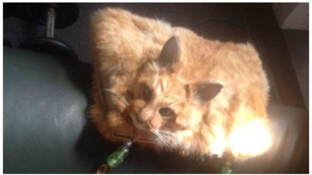 На аукціоні продали сумку з кота: дивні фото