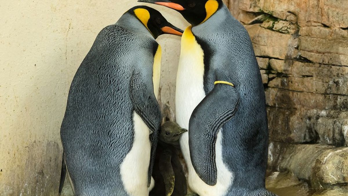 Віденський зоопарк показав новонародженого імператорського пінгвіна - фото 1