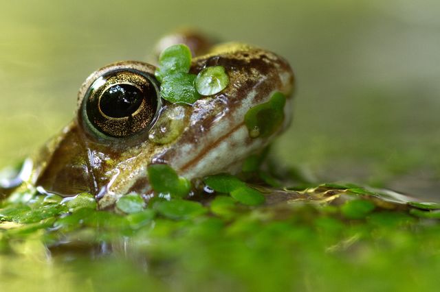 У Лондоні визначили найкращі фото дикої природи - фото 104947
