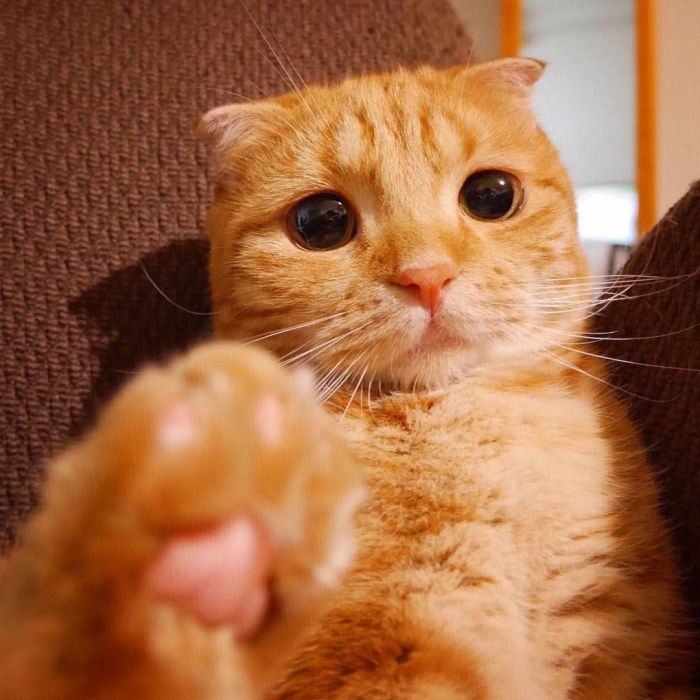 Рудий пухнастик заворожив користувачів Instagram