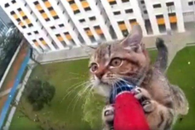 Небезпечний порятунок кошеняти зворушив мережу