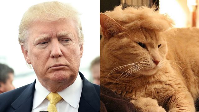 Зачіска Дональда Трампа - фото 110936