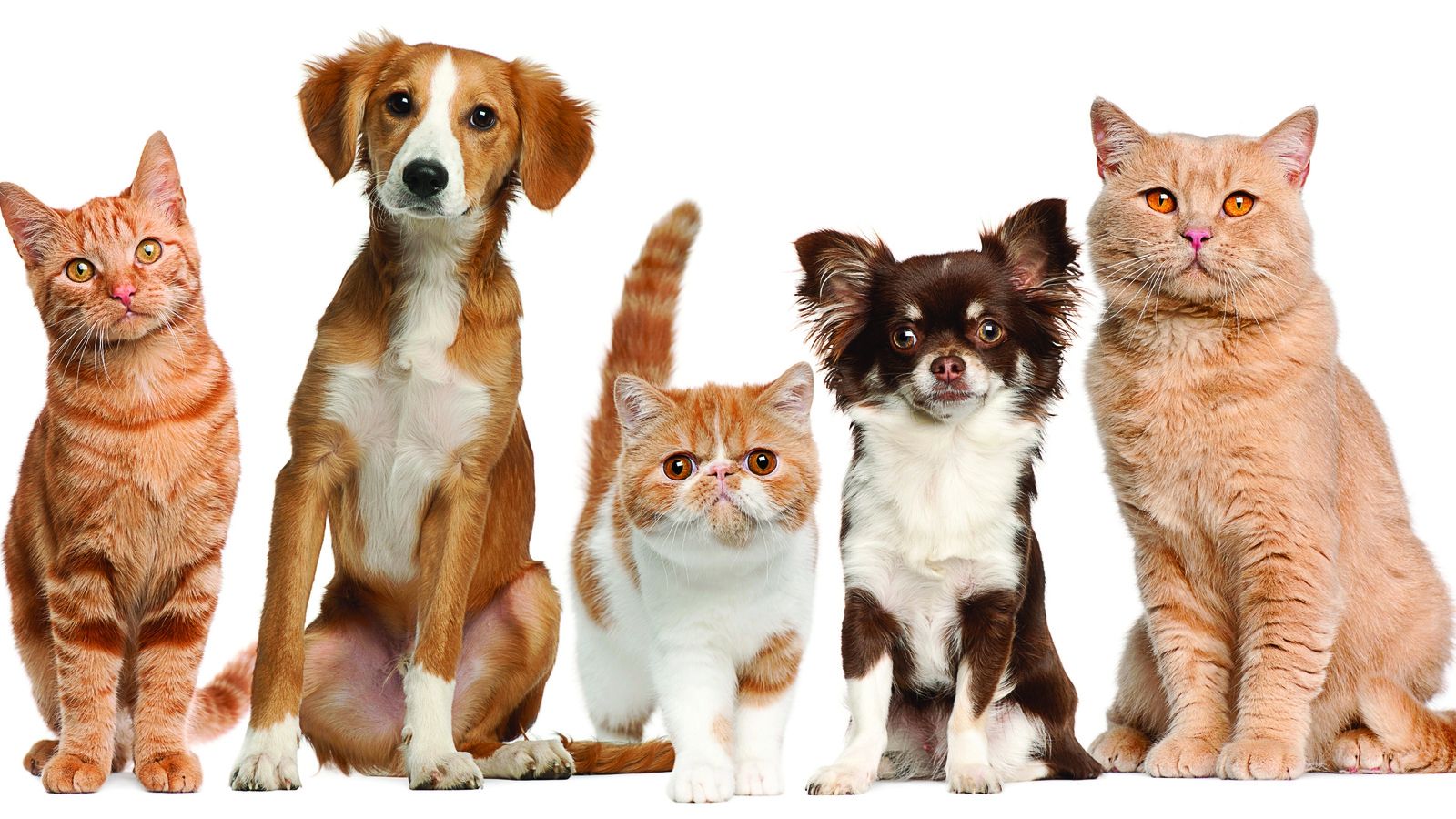 Вчені знайшли засіб, який може продовжити життя домашнім улюбленцям