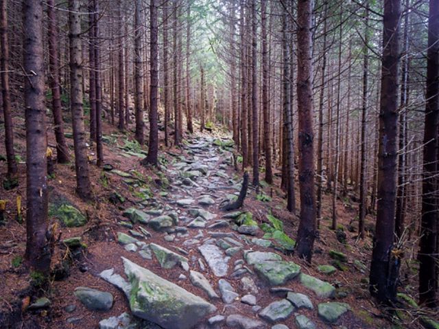 Ці фото змусять вас відвідати Карпати восени - фото 113441