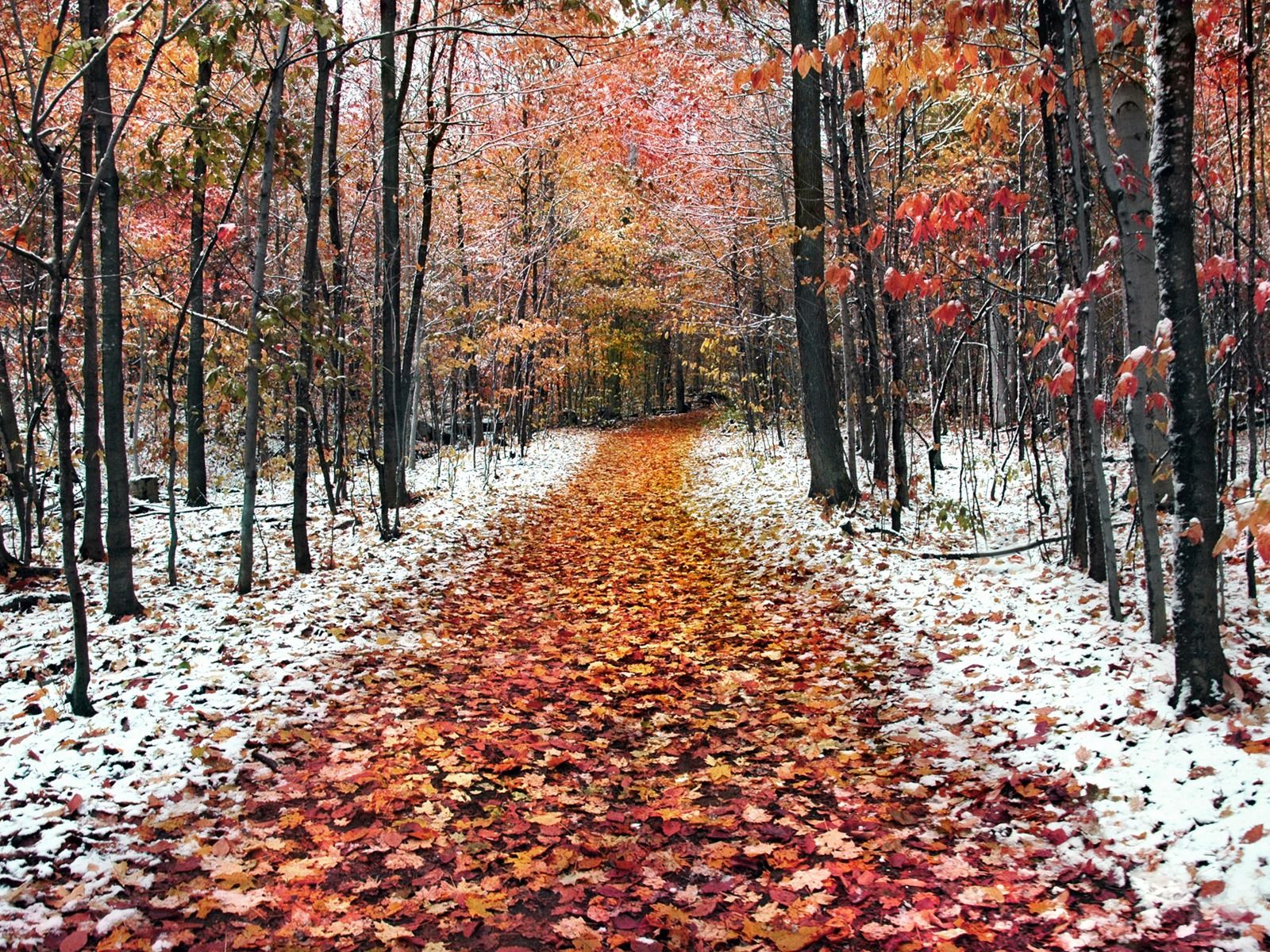 Стало відомо, коли в Україні випаде перший сніг