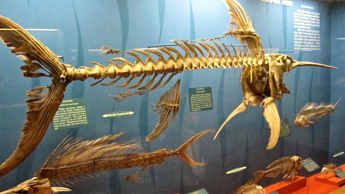 Скелет риби-меч - фото 1