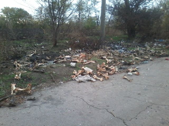 У Запоріжжі виявили звалище трупів тварин
 - фото 112645