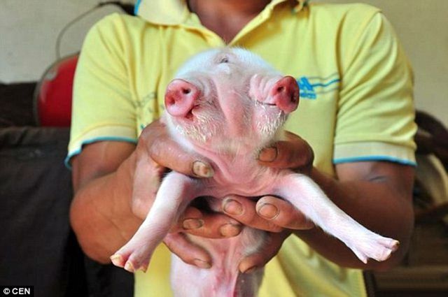 У Китаї народилося порося із трьома очима та двома п'ятачками: чарівне відео