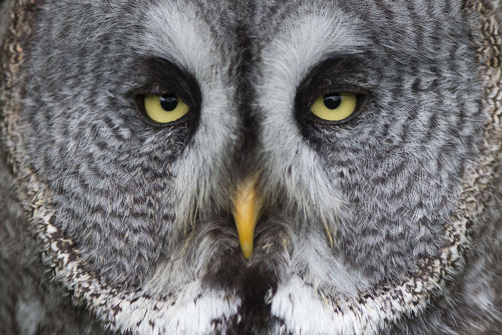 Іронія дня: Росіянам не подобаються сови