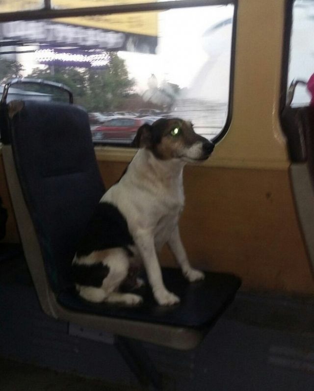 Одеський пес без квитка став хітом Мережі- фото 108283