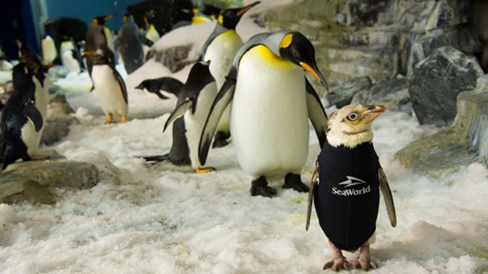 Лисому пінгвіну пошили костюм, аби він не мерз: миле відео