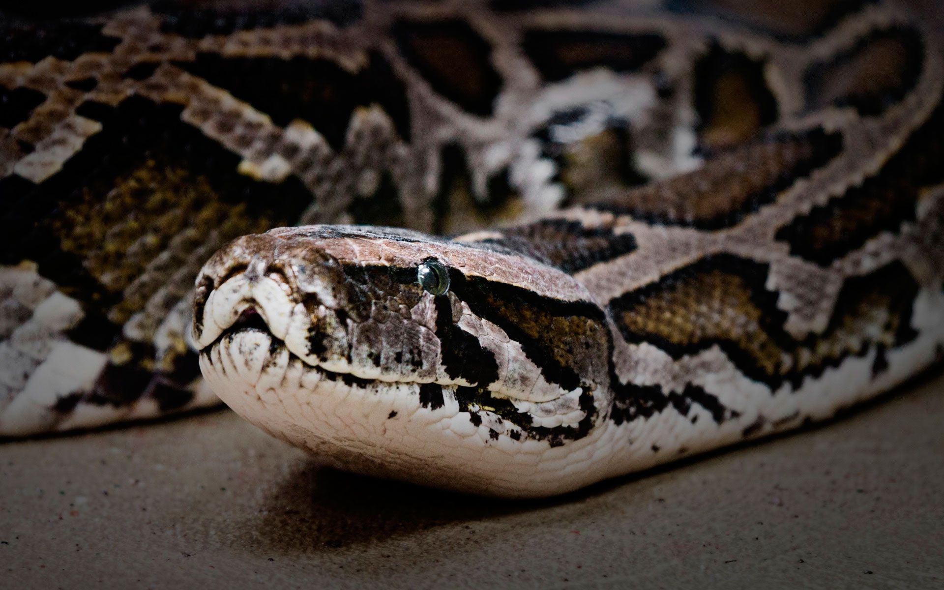 Величезний пітон покусав любителя селфі