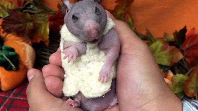 Светрик - фото 113808