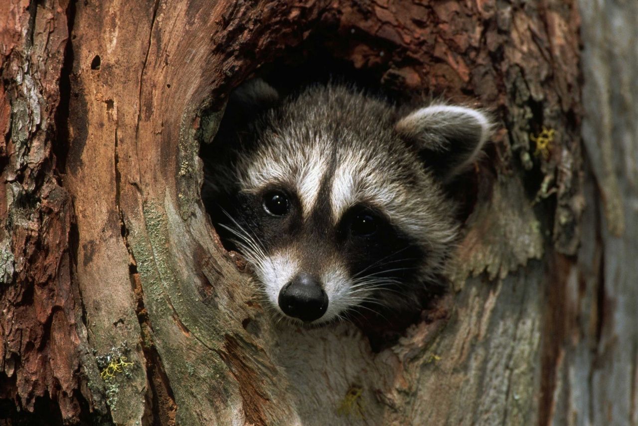 Американські військові врятували допитливого єнота, який застряг у танку