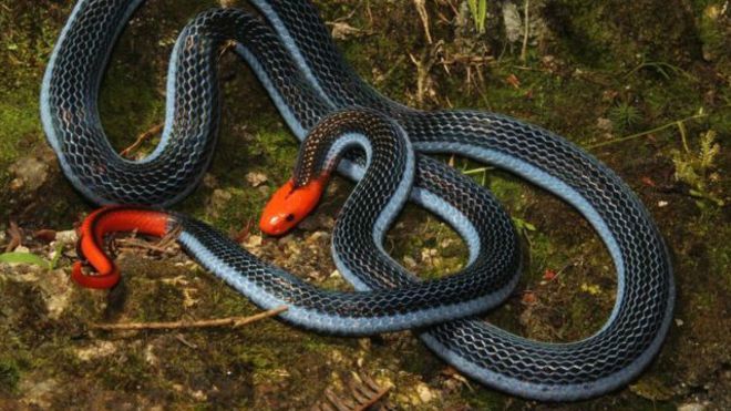 Вчені виявили, що отрута найнебезпечнішої змії може стати знеболювальним