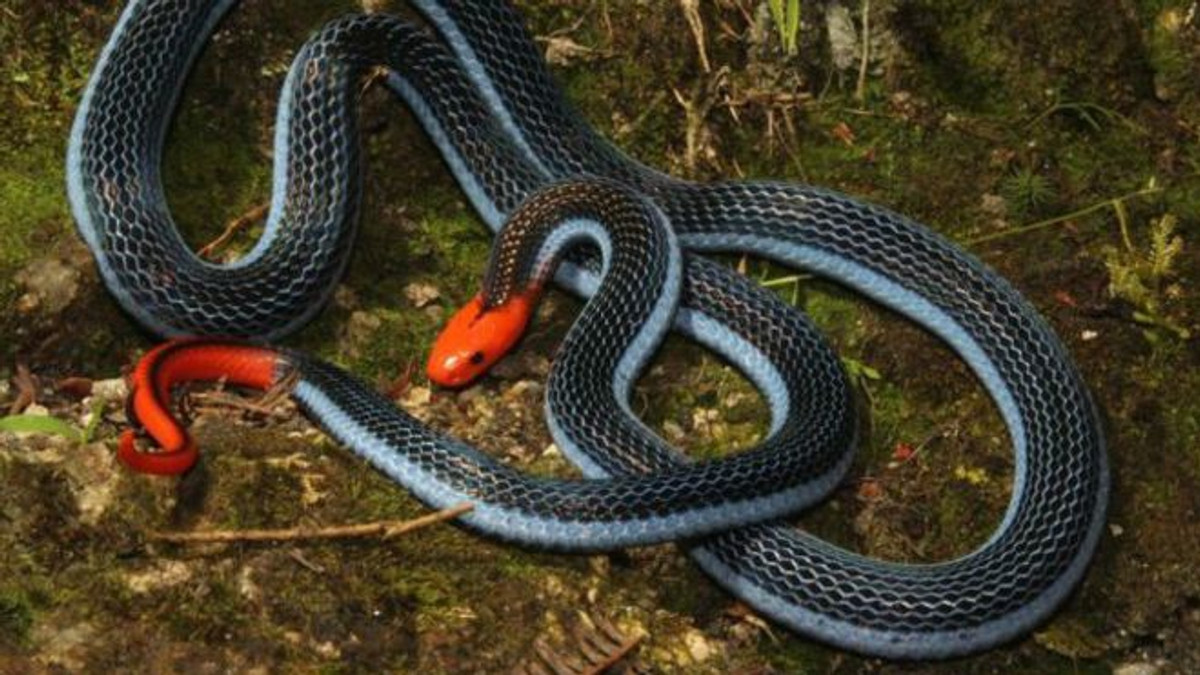 Вчені виявили, що отрута найнебезпечнішої змії може стати знеболювальним - фото 1