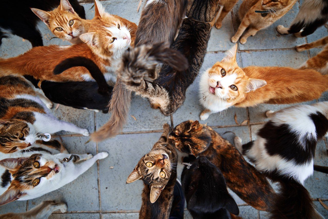 Стало відомо, від чого нас лікують коти