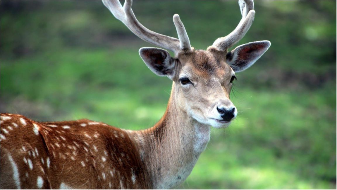 Мережу насмішив несподіваний візит зухвалого оленя