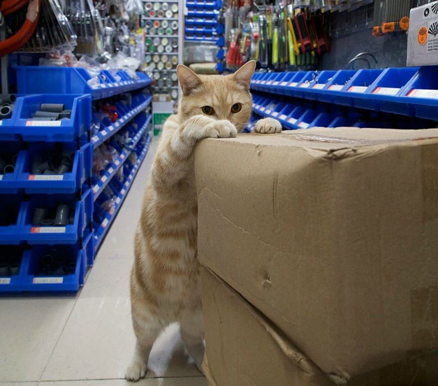 Голландець показав таємне життя котів у крамницях