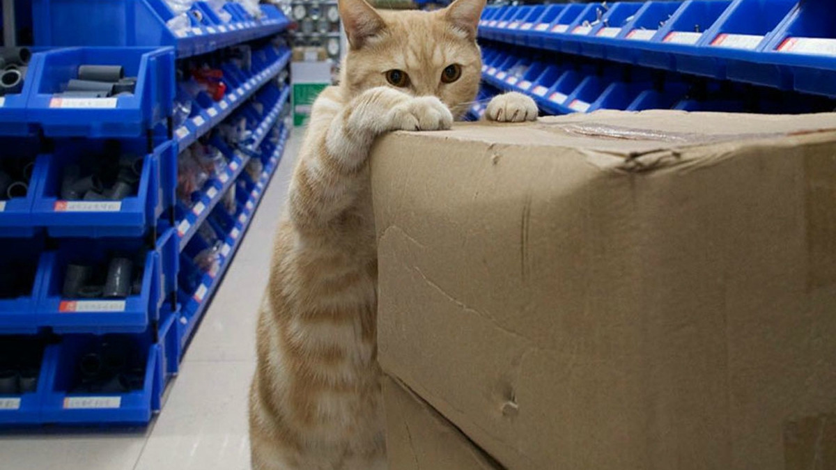Голландець показав таємне життя котів у крамницях - фото 1