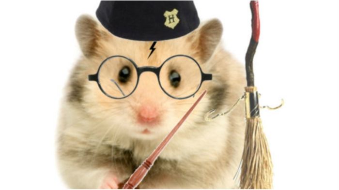 Хом'як став головним героєм "Гаррі Поттера": кумедне відео