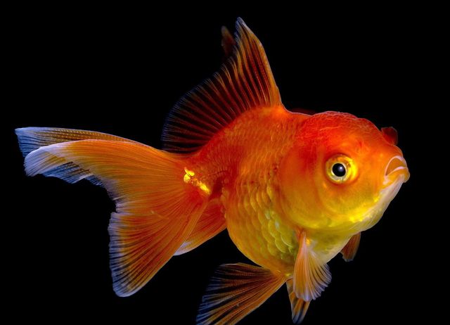 Рибки - фото 114524