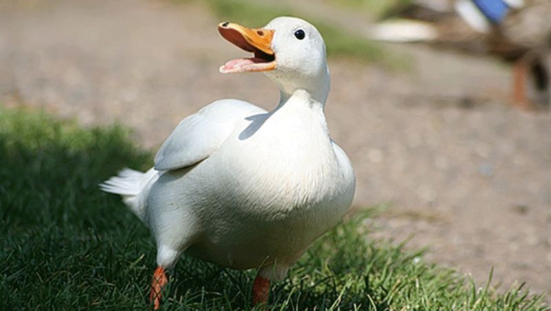 Воротаря ледь не покусала качка: кумедне відео