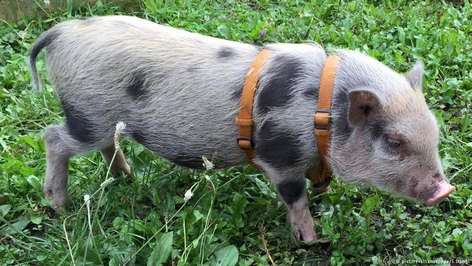 Німецькі копи шукають зникле поросятко завдяки Facebook