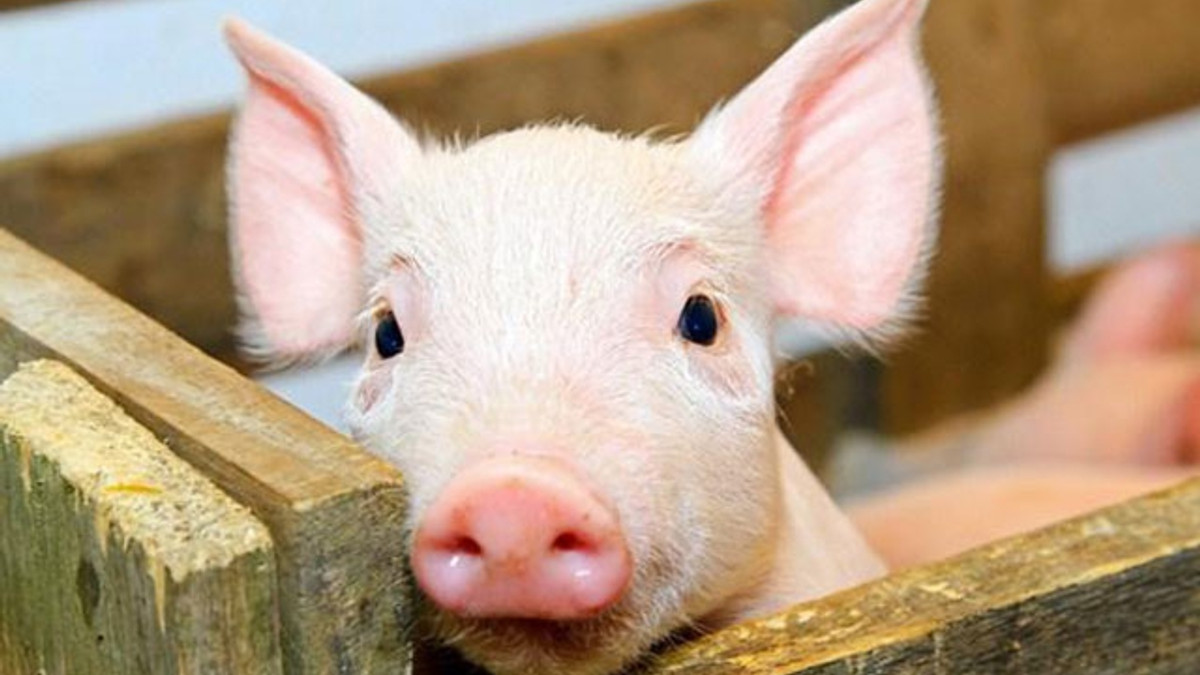 Через африканську чуму свиней від українського експорту м'яса відмовилась Молдова - фото 1