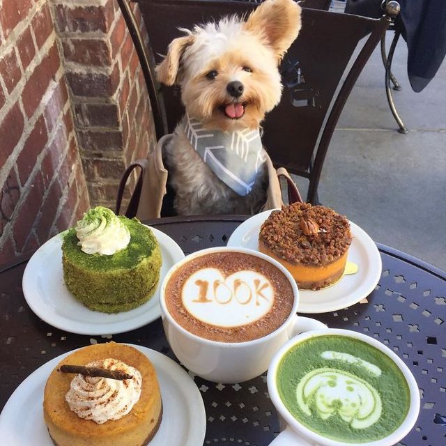 Бездомний пес підкорив Instagram і тепер їсть у найкращих закладах - фото 113616