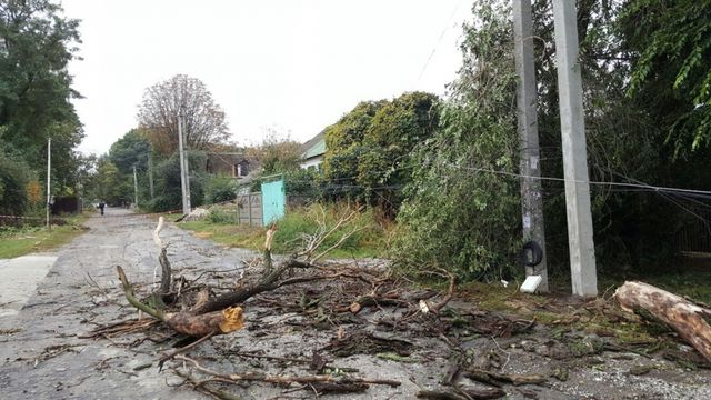 Обірвані дроти та повалені дерева: Наслідки негоди у Дніпрі - фото 109065