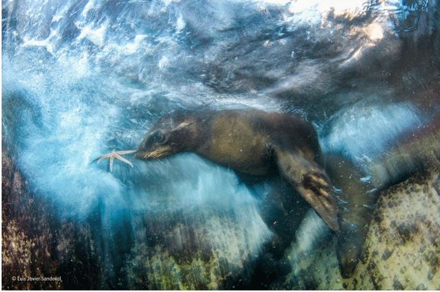 У мережі показали найкращі фото дикої природи 2016-го - фото 112972