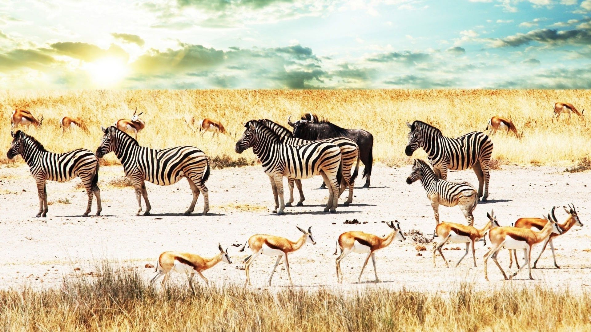 У світі катастрофічно поменшала кількість тварин