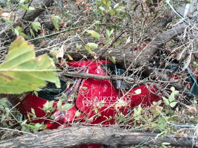 Моторошний шторм в Одесі: вітер повалив дерева і будівельні крани - фото 109824